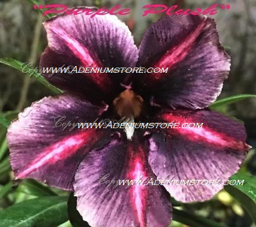 (image for) Adenium Obesum Purple Plush 5 Seeds